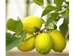 Citrons Bio- 4kg 