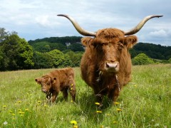 Colis de viande bovine, race Highland - 5kg livré le jeudi 22 Février 2024