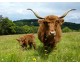 Colis de viande bovine, race Highland - 5kg livré le jeudi 22 Février 2024