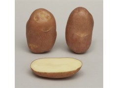 Pommes de terre Yona AB