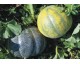 melon 'Petit gris de Rennes'