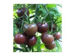 Tomate Cerise noire