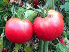 tomate rose de Berne