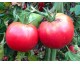 tomate rose de Berne