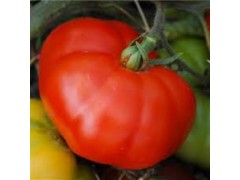 Tomate Super Marmande
