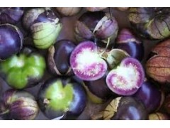 Tomatillo violet (Physalis Ixocarpa)