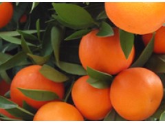 Mandarines Clemenules AB - 2,5kg 